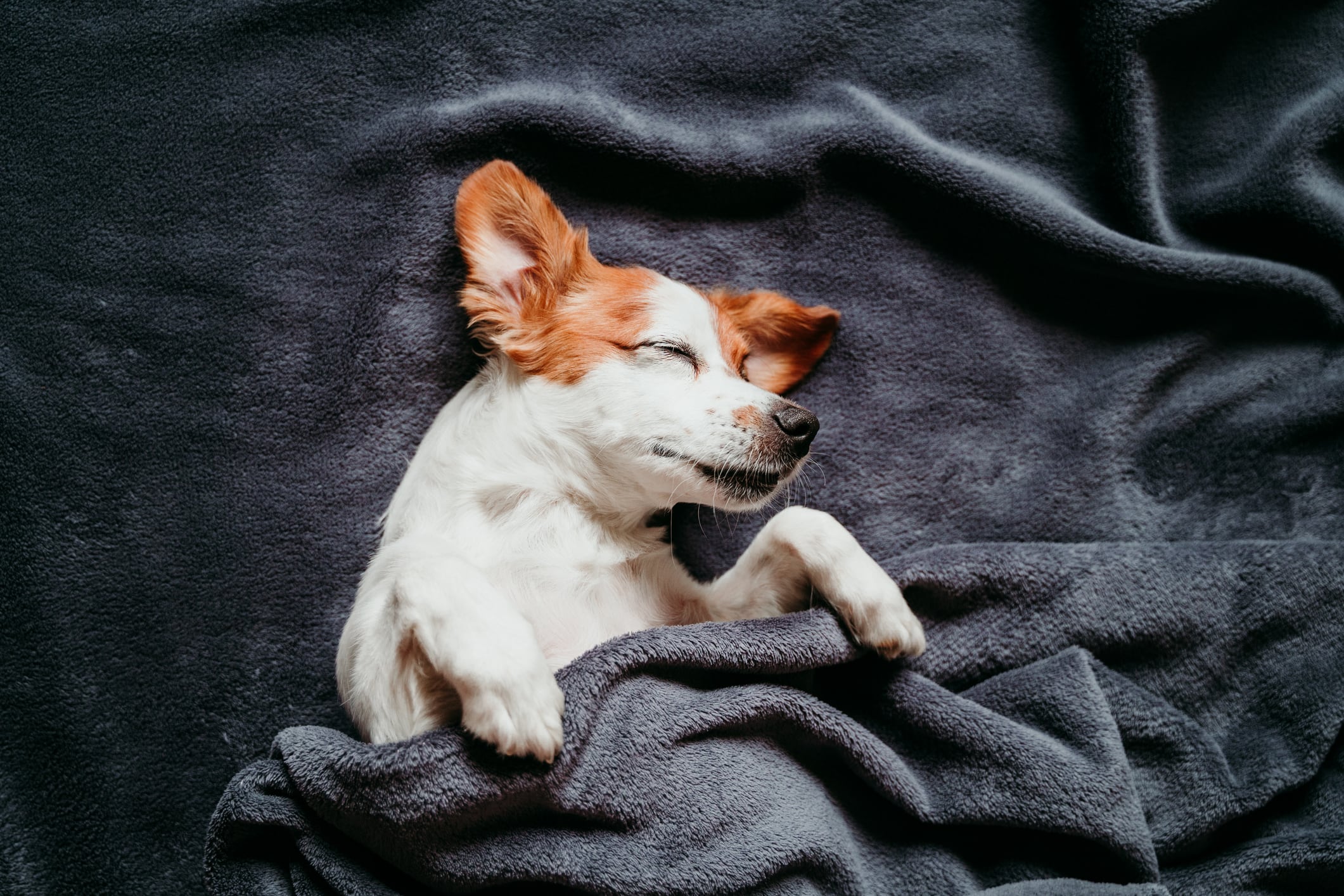 Las razas braquicéfalas, como pug, bulldog y shih tzu, son más propensas a roncar debido a que tienen el hocico corto y las vías respiratorias más estrechas. Foto: Istock