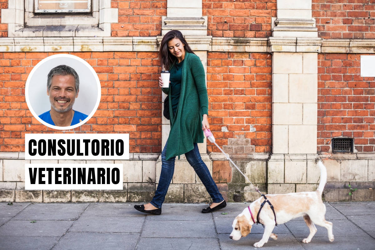 Sigue estos consejos para que cuides a tu engreído durante los paseos. Foto: composición/Istock
