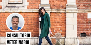 Sigue estos consejos para que cuides a tu engreído durante los paseos. Foto: composición/Istock