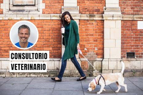 Fenómeno de El Niño: ¿cómo proteger a tus mascotas ante el cambio de clima?