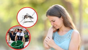 Fenómeno El Niño: ¿Cómo evitar al mosquito transmisor del dengue y la chikungunya?