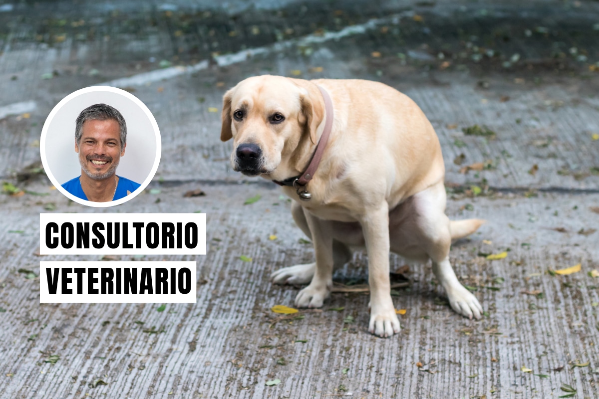 Tu perro puede tener diarrea porque ha comido algo inadecuado, cambió de croquetas de un momento a otro o contrajo una infección. Foto: composición/Istock