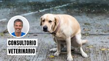 Estómago flojo en perros: cuándo preocuparse y llevarlo al veterinario