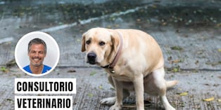 Tu perro puede tener diarrea porque ha comido algo inadecuado, cambió de croquetas de un momento a otro o contrajo una infección. Foto: composición/Istock