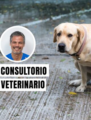 Estómago flojo en perros: cuándo preocuparse y llevarlo al veterinario