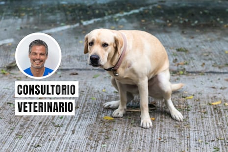 Estómago flojo en perros: cuándo preocuparse y llevarlo al veterinario