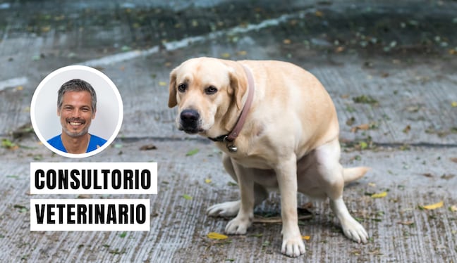 Tu perro puede tener diarrea porque ha comido algo inadecuado, cambió de croquetas de un momento a otro o contrajo una infección. Foto: composición/Istock