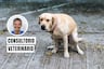 Estómago flojo en perros: cuándo preocuparse y llevarlo al veterinario
