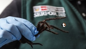 ¡INCREÍBLE! Intervienen a turista coreano cuando intentaba viajar con más 300 tarántulas camufladas en su cuerpo