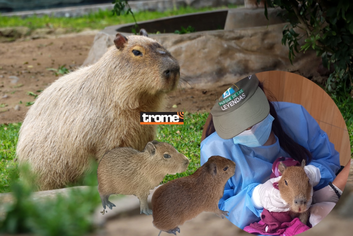 Crías de capibaras llegaron de la selva y son nuevos miembros del Parque de Las Leyendas. También habrá sorpresas con el capibara Wilson. (Foto compos.: Isabel Medina / Trome).