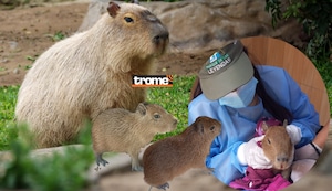 Capibaras bebés en el Parque de Las Leyendas Huachipa: ¿Desde cuándo podrás verlos y qué pasará con el capibara Wilson?