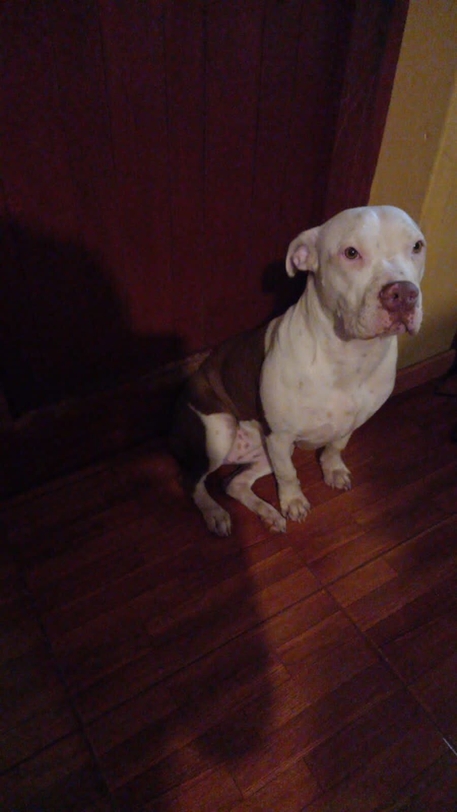 'Maisie', la perrita pitbull a la que sus dueños lloran desde hace semanas.