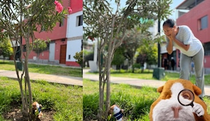 Banco peruano cumple 136 años: Hoy sorprenderá a quienes encuentren al cuy mágico escondido en lugares públicos