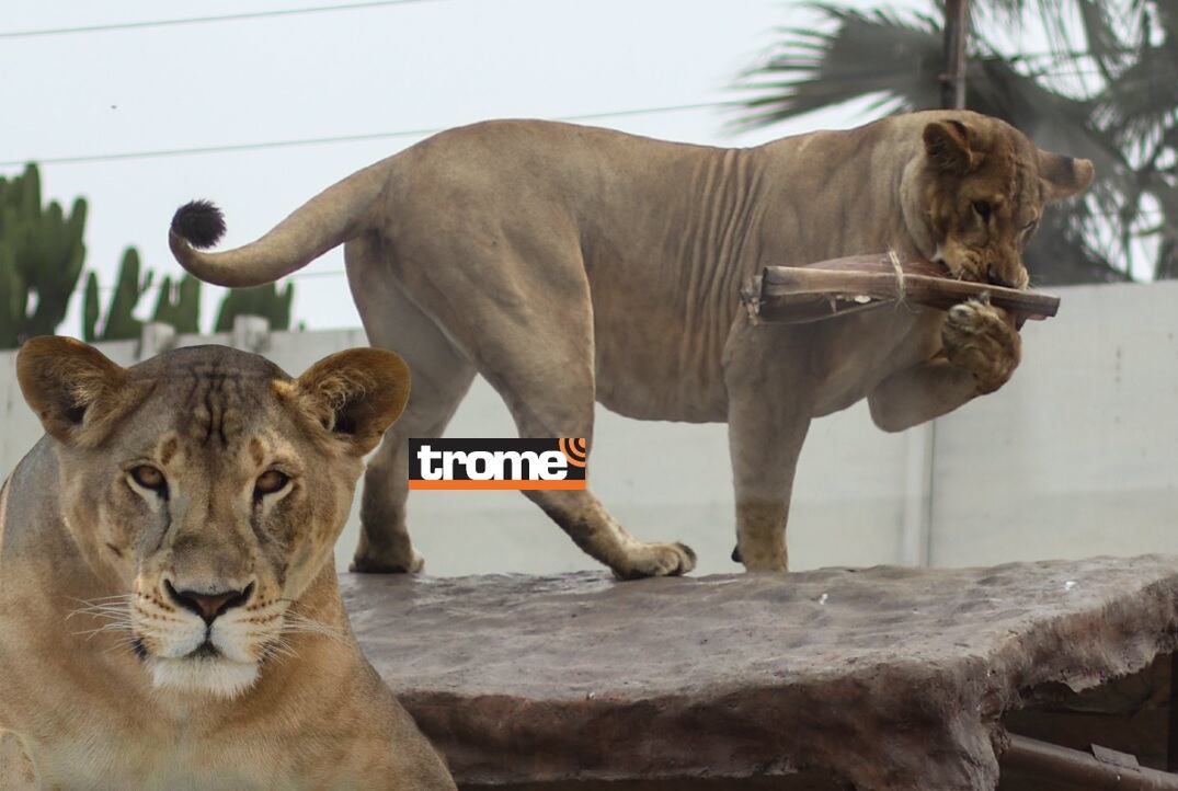 Son los reyes de la selva y es su día mundial. Visita a estos hermosos ejemplares en el zoológico de Huachipa. (Compos. Isabel Medina / Trome).