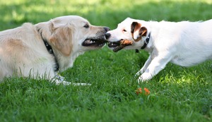 ¿Cómo lograr que tu perro acepte a otro can en casa?