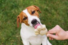 Verano y mascotas: los errores más frecuentes que podrían afectar la salud de tu perro