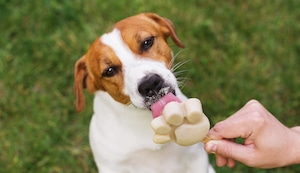 Verano y mascotas: los errores más frecuentes que podrían afectar la salud de tu perro