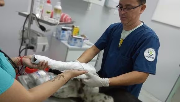 Animales abandonados reciben atención oportuna. (Difusión)