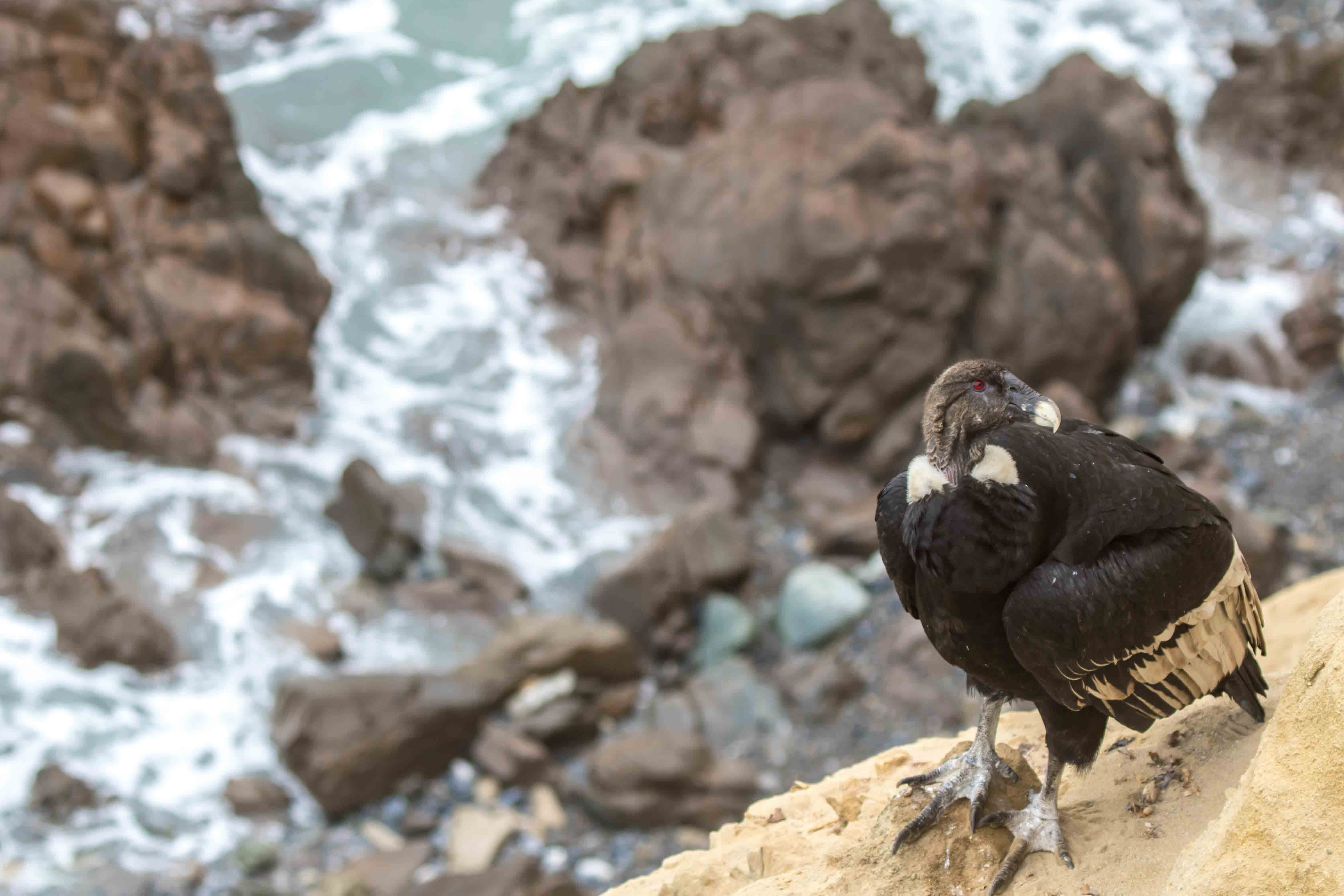 El especialista advirtió que han encontrado en la parte Andina, camélidos y animales domésticos que tenían plástico en el estómago y los cóndores también se alimentan de las vísceras de estos animales. (Foto: Víctor Gamarra-Toledo)