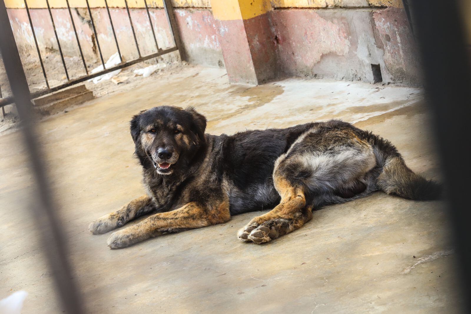 Perritos vivía en malas condiciones.
