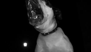 La Molina: Multan con 12 mil soles a dueña de pitbull que atacó a vecina