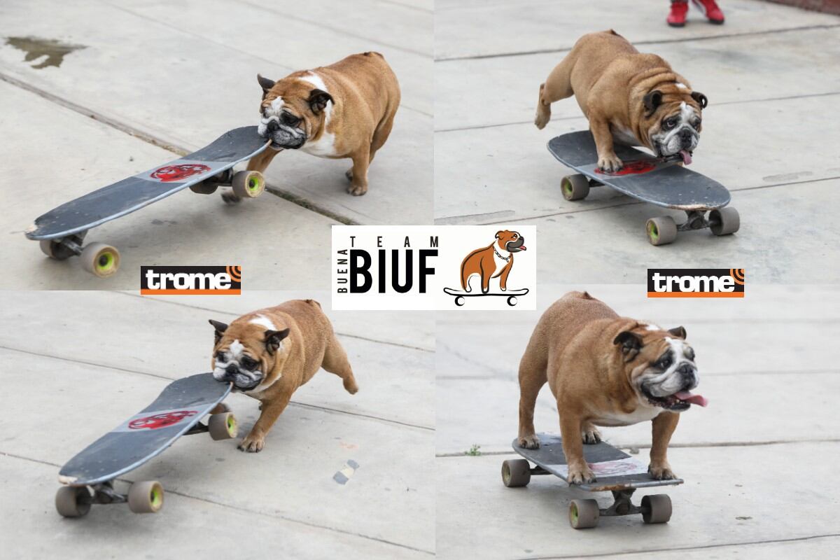 Biuf cumplió 10 años. Perrito es rey del skate en el Perú. (Fotos: Julio Reaño / Entrevista y Compos, Foto: isabel Medina Trome)
