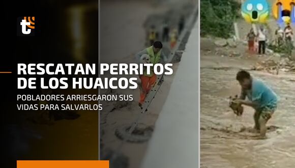Rescates de perritos de huaicos se hacen virales en las redes sociales