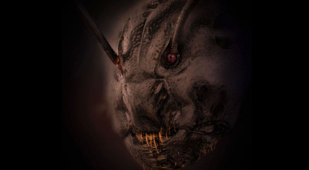 ¿Cómo es el aterrador rostro de una hormiga a través de un microscopio?