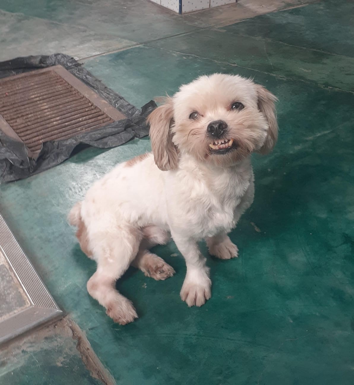 TOBY.