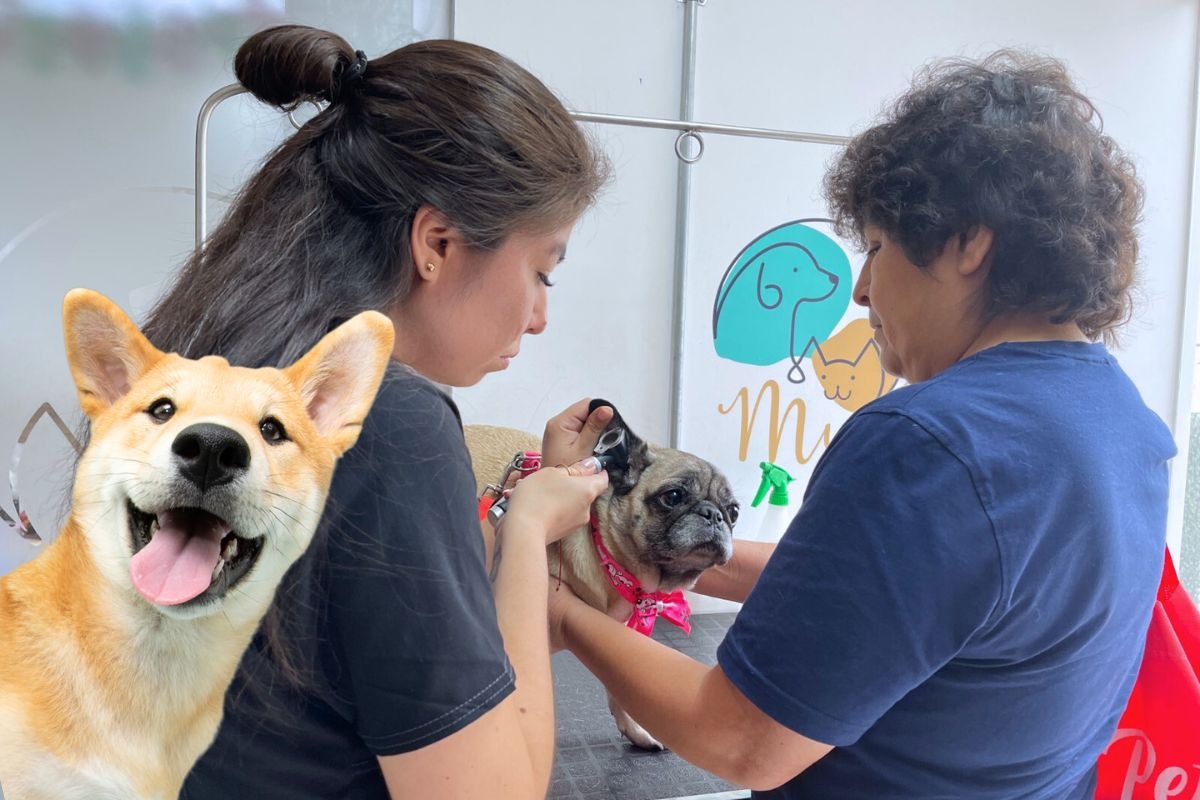 Es importante que tu mascotita pase por sus chequeos anuales. Fotos: Composición / Difusión / iStock.