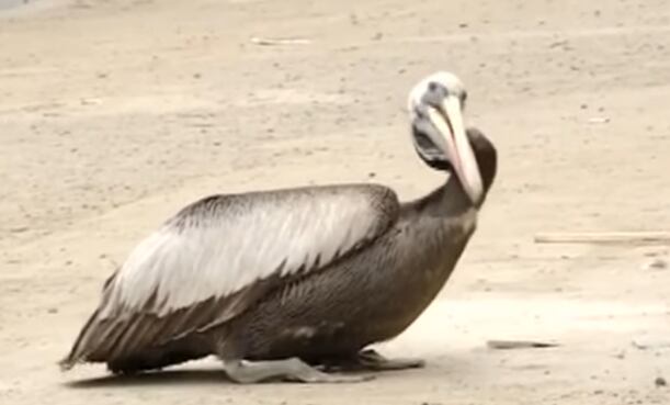 Es importante evitar tener contacto con aves enfermas o estar cerca de la zona contaminada (Foto: GEC)