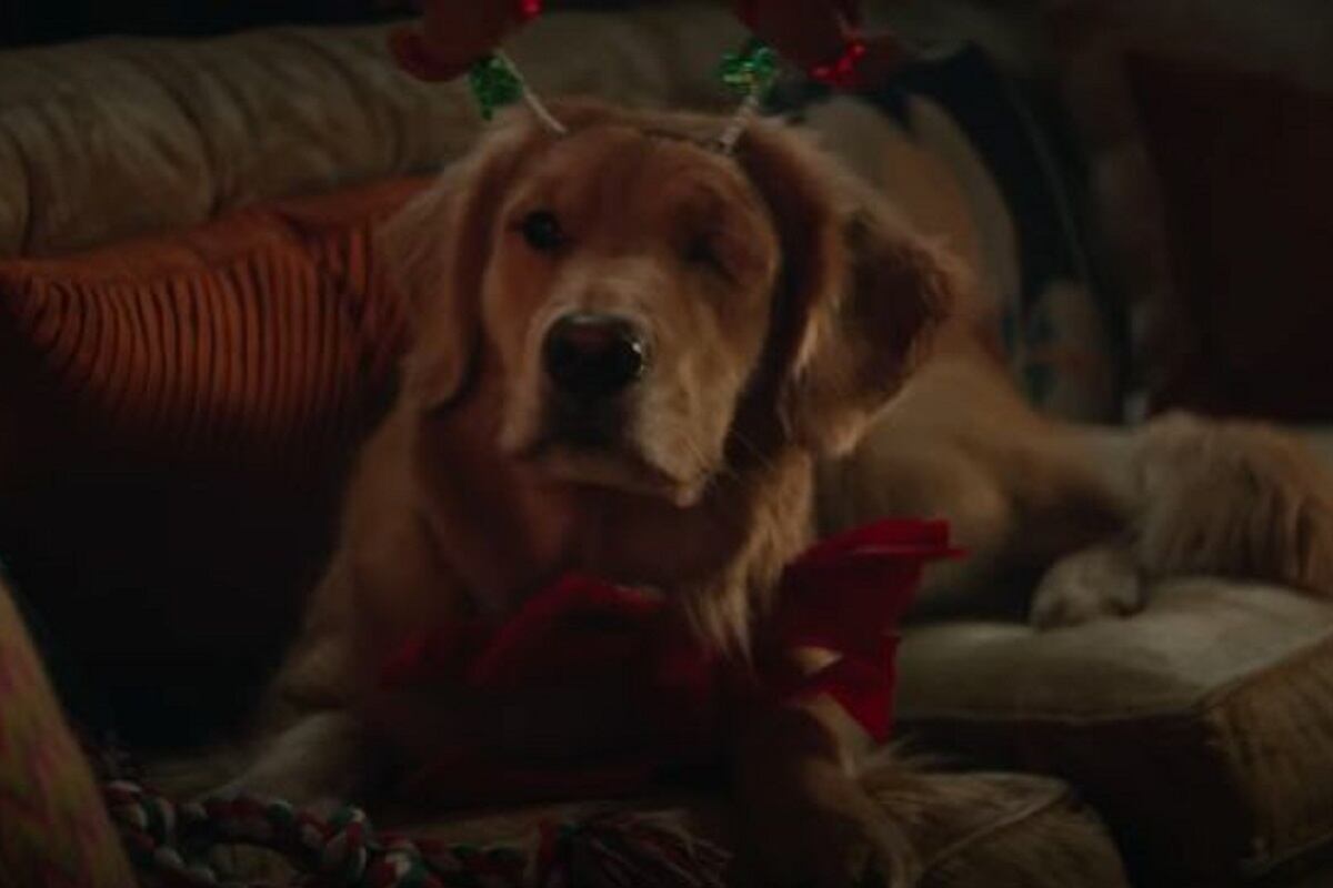 Así se verá Lucky the Pizza Dog en "Hawkeye" (Foto: Marvel Studios/ Disney+)