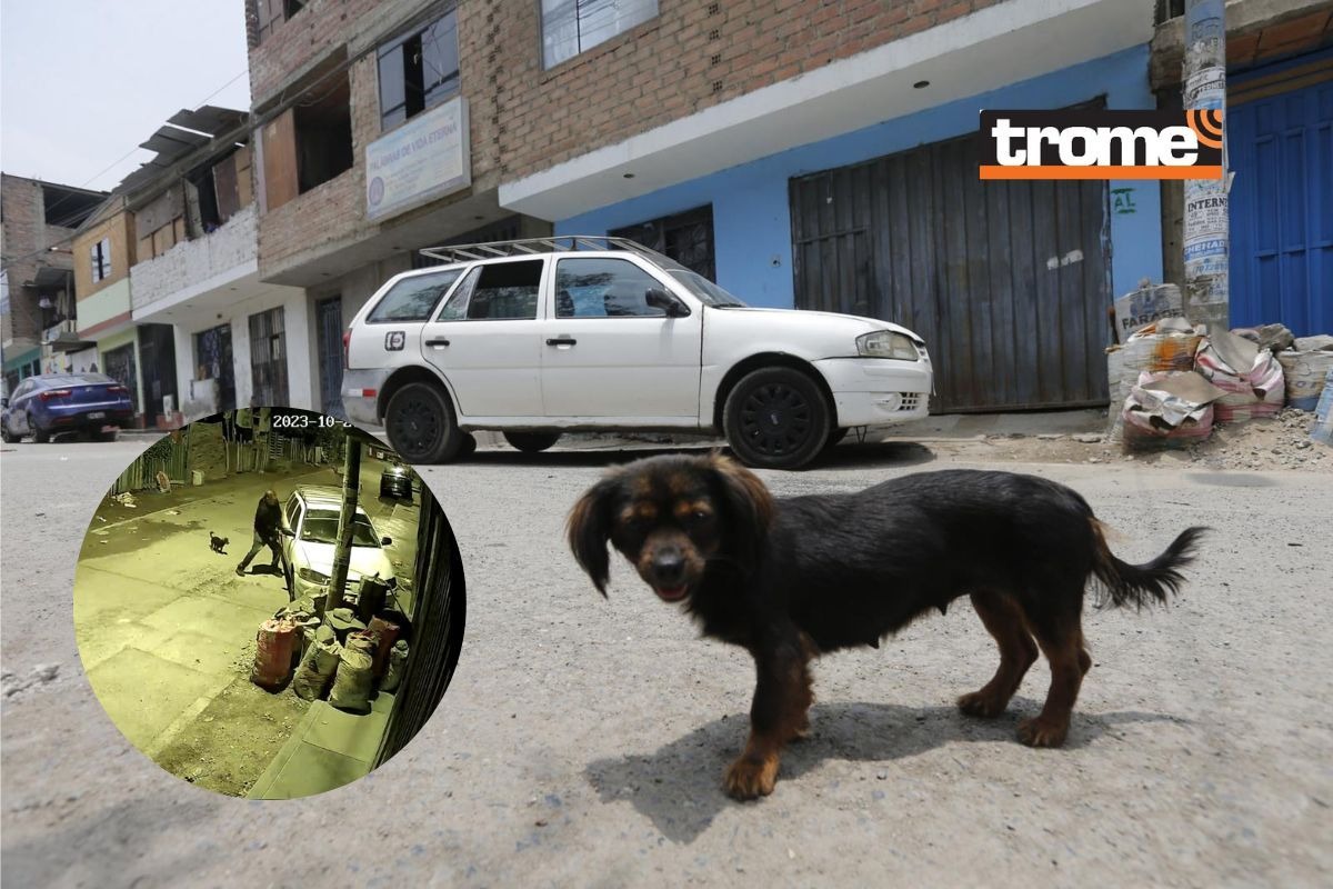 Adelante, 'Tamalito', una perrita valiente, y atrás el carro que iba a robar una banda de delincuentes. Los rateros fueron filmados en pleno delito. Los ladridos de ella evitaron el hurto. | Foto: Violeta Ayasta | Diario Trome