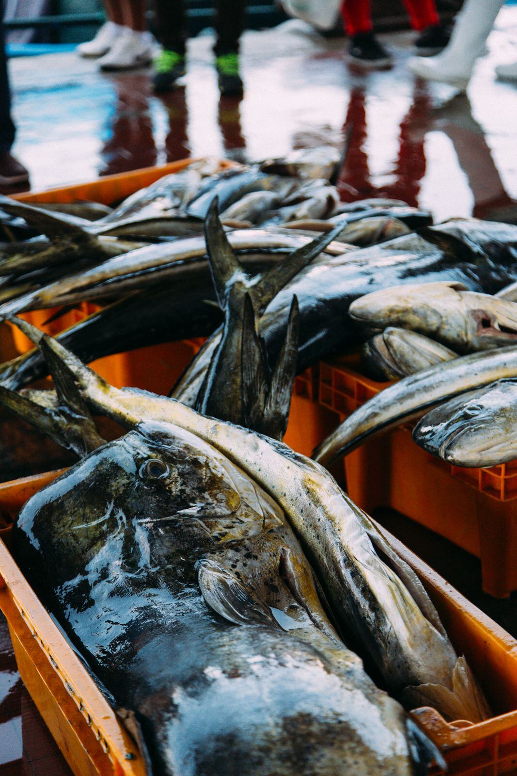 El reporte fue compartido con los actores involucrados en el sector pesquero para contribuir en los fines que sean requeridos.