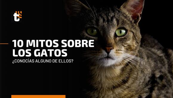 10 mitos de los gatos que ya no deberías creer
