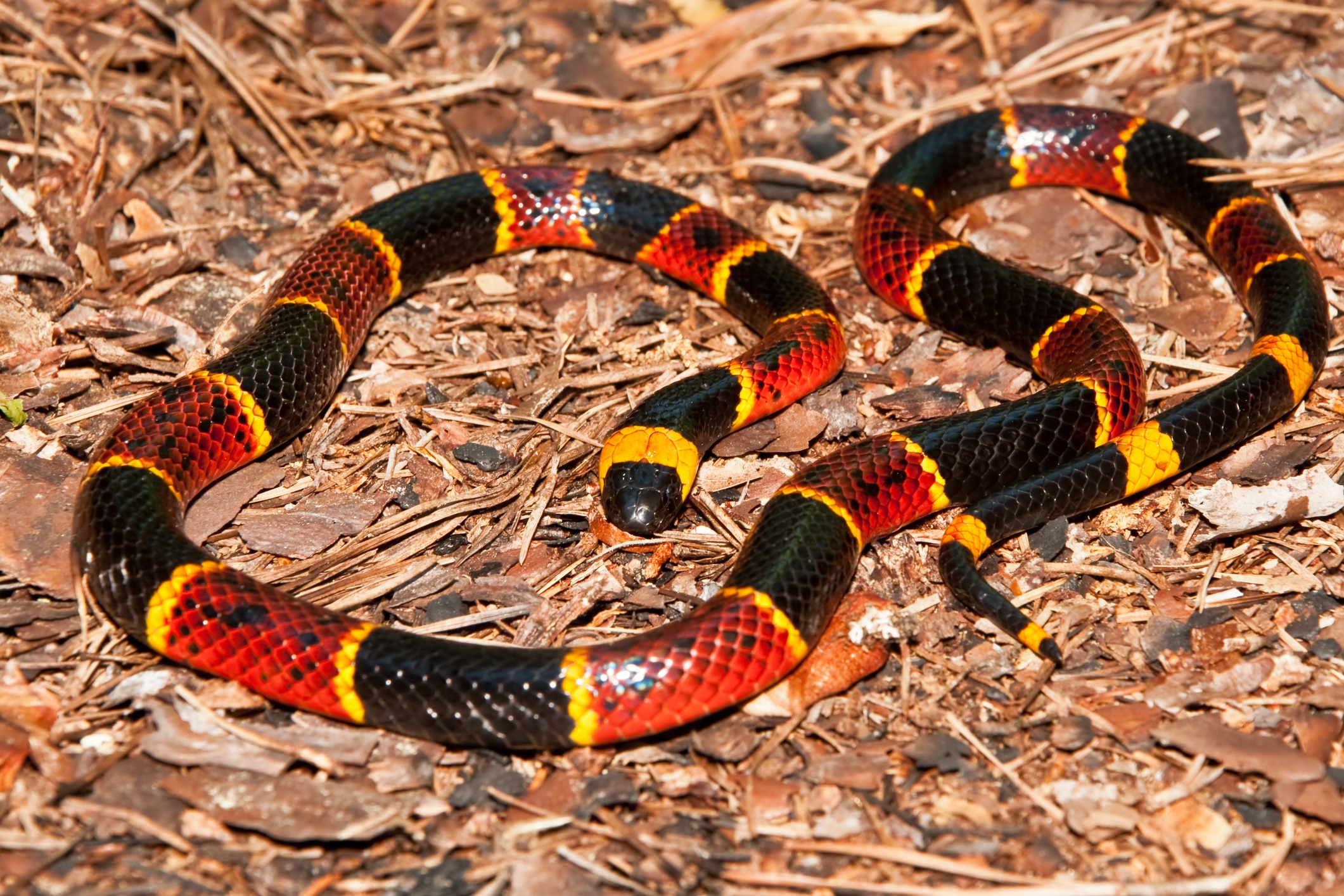 La serpiente de coral tiene anillos de colores llamativos; es tímida y nocturna. Foto: Istock