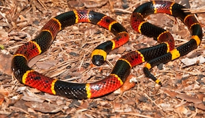 Mundo Escolar: ¿Qué serpientes tenemos en el Perú?