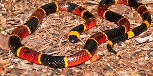 La serpiente de coral tiene anillos de colores llamativos; es tímida y nocturna. Foto: Istock