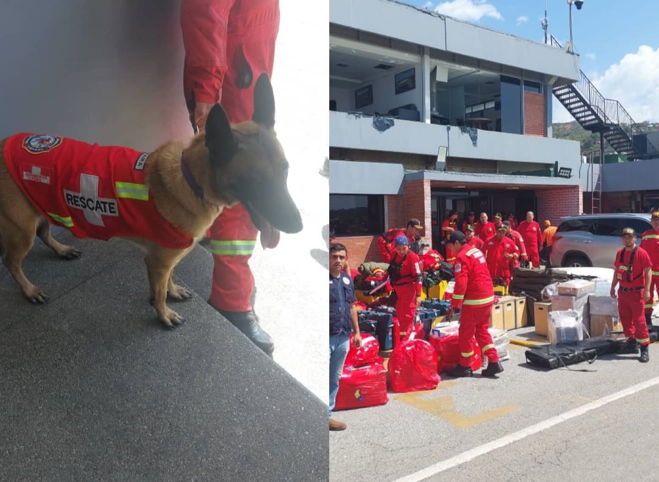 Perrita Kayra es 'especialista' en rescate de personas. (@usar_peru_cgbvp)