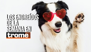 ¡Imposible no amarlos! Conoce a los engreídos más adorables de esta semana