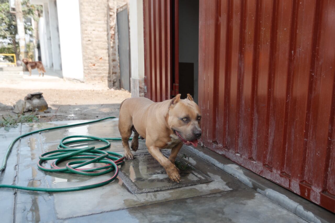 'Eros' fue quien alcanzó primero al delincuente.