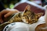 Gato muestra dependencia por su dueño y genera ternura en internet