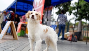 El pastor chiribaya: el mejor amigo de los antiguos peruanos