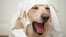 ¿Cuándo la tos de mi perro no es normal?