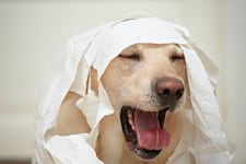 ¿Cuándo la tos de mi perro no es normal?
