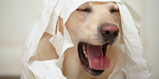 La tos acompañada de arcadas, flema o mucosidad puede indicar inflamación o infección en las vías respiratorias y requiere atención veterinaria de inmediato. Foto: Istock