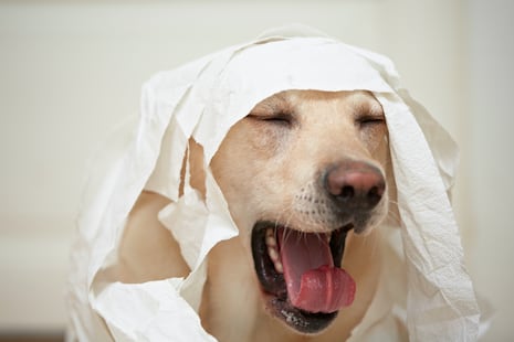 ¿Cuándo la tos de mi perro no es normal?