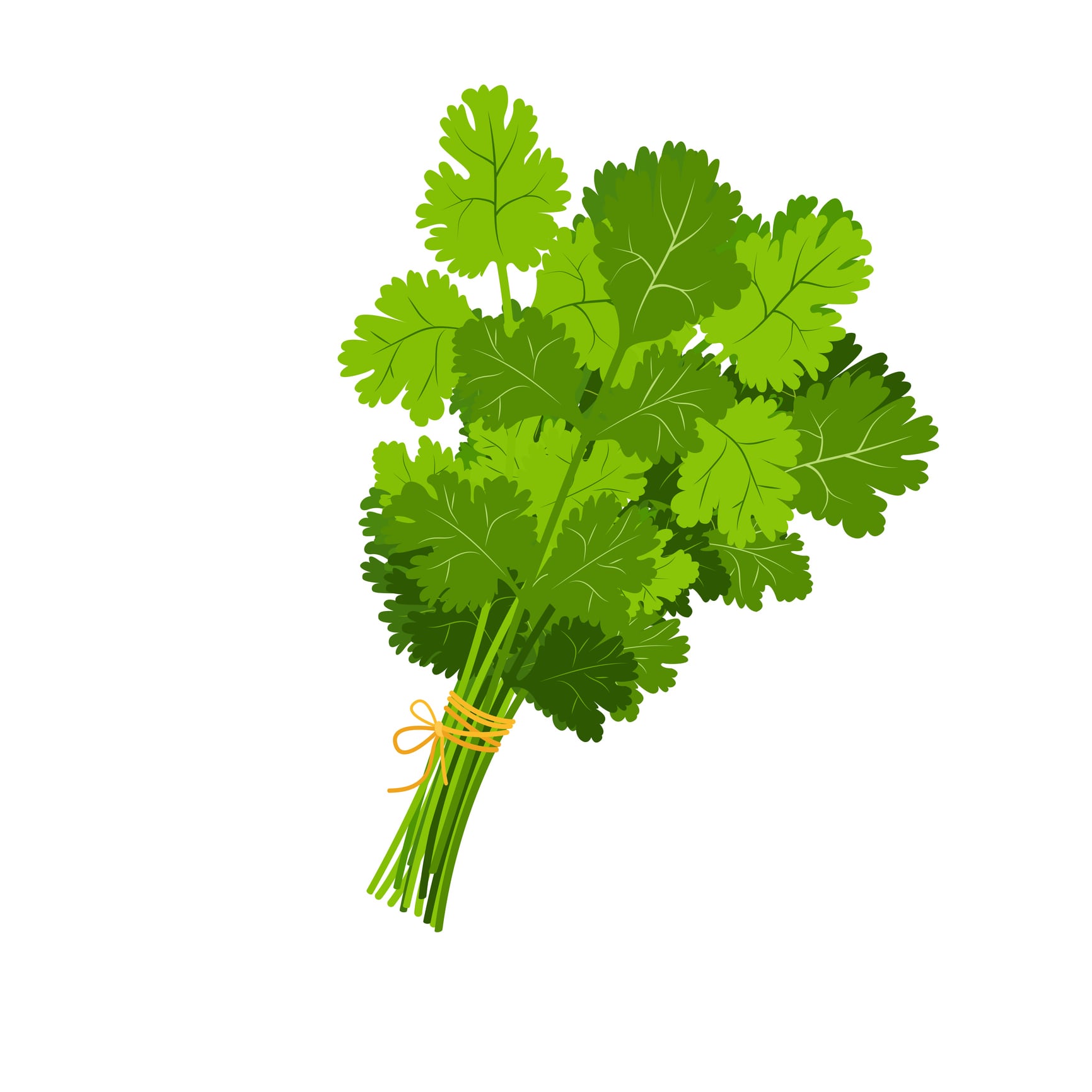 Culantro. Foto: ¡Stock.