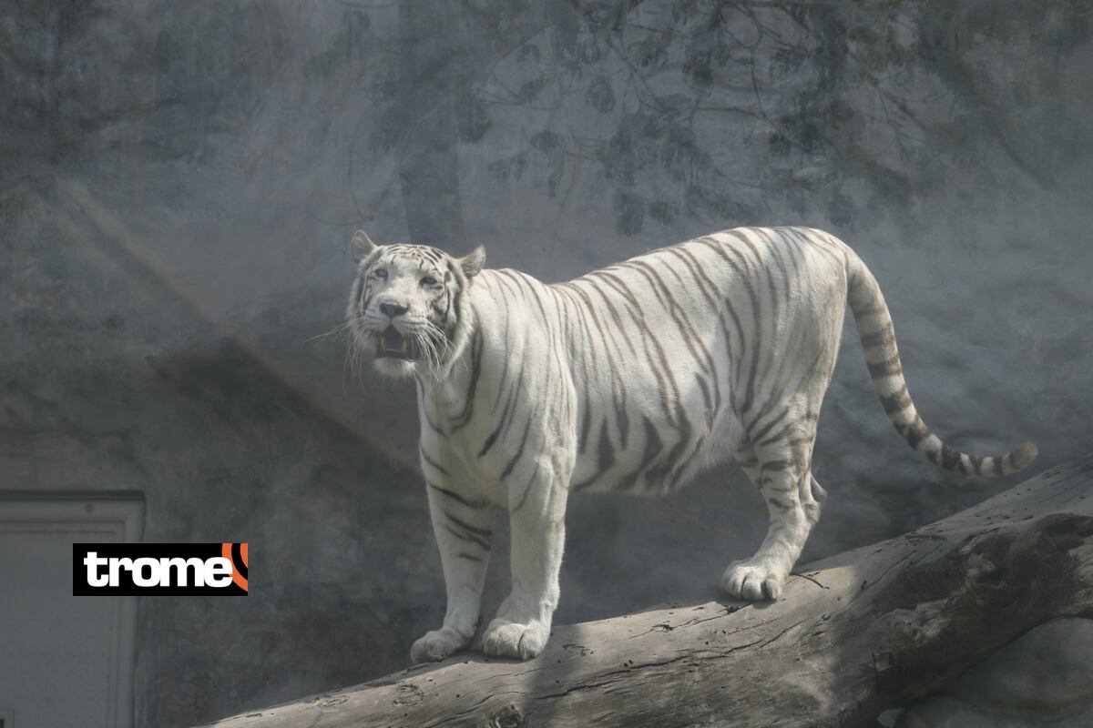 Civa, tigresa de bengala blanca, está en etapa de apareamiento. Foto: Violeta Ayasta