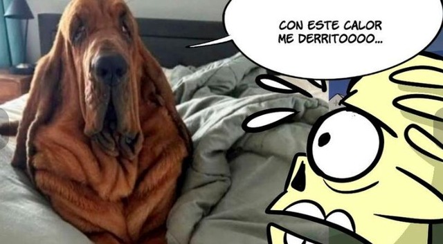 TROME | Los memes de la Ola de Calor en Lima (Fotos: Twitter)